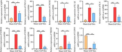 RNA-sequencing approach for exploring the protective mechanisms of dexmedetomidine on pancreatic injury in severe acute pancreatitis